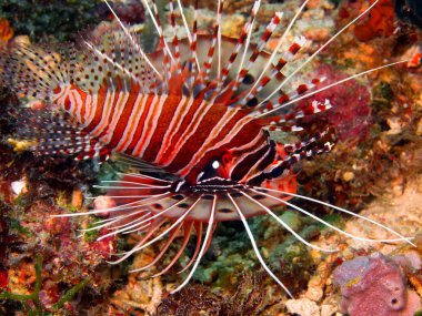 Scorpionfish