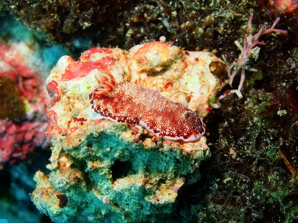 Lumaca di mare — Foto Stock