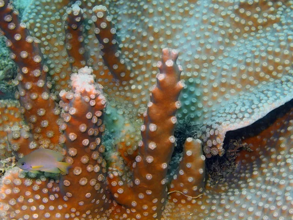 Каменный коралл — стоковое фото