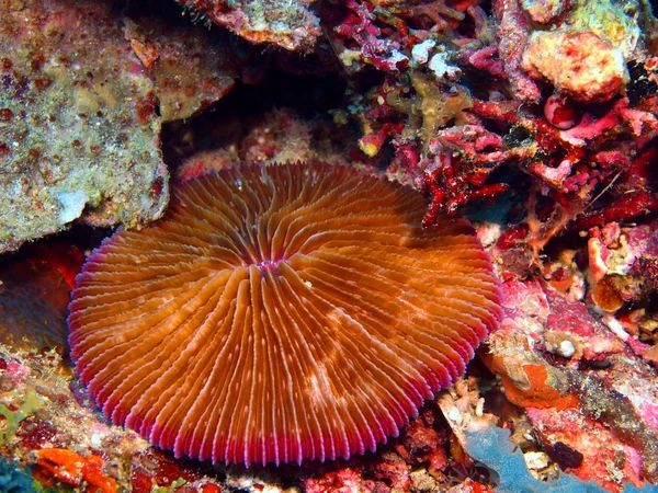 Stone coral — Stock Photo, Image