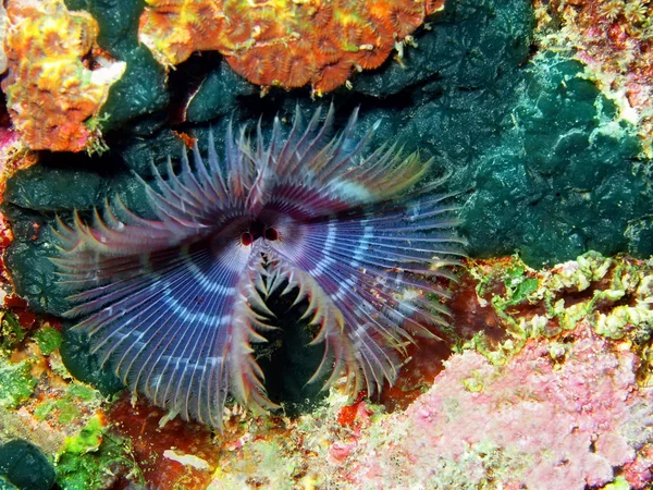 solungaçları in deniz kurt