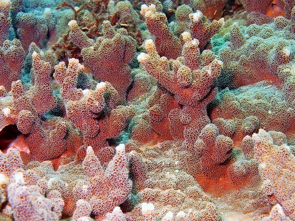 Sten coral — Stockfoto