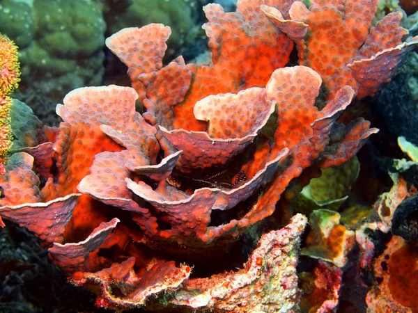 Coral de pedra — Fotografia de Stock