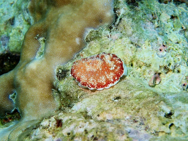 Sea slug — Stock Photo, Image