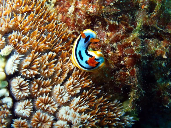 海のナメクジ — ストック写真