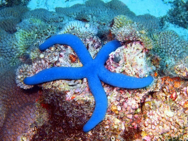 Starfish — Stock Photo, Image