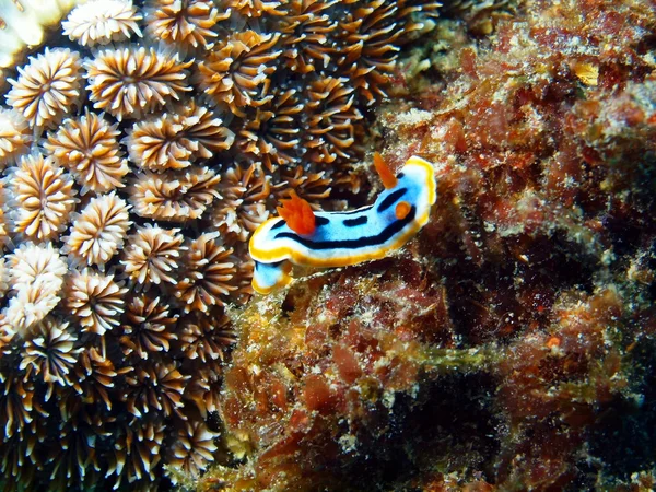 Sea slug — Stock Photo, Image