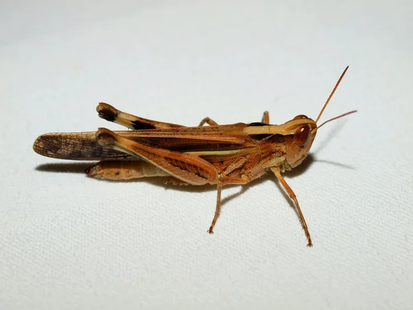 Tropical grasshopper — Stock Photo, Image