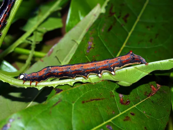 A trópusi pillangó Caterpillar — Stock Fotó