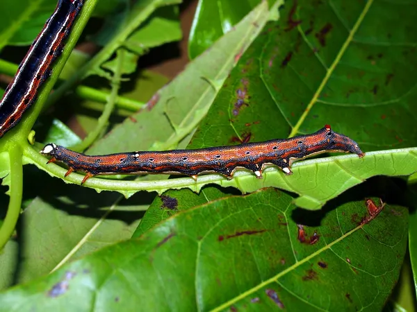 熱帯の蝶の毛虫 — ストック写真