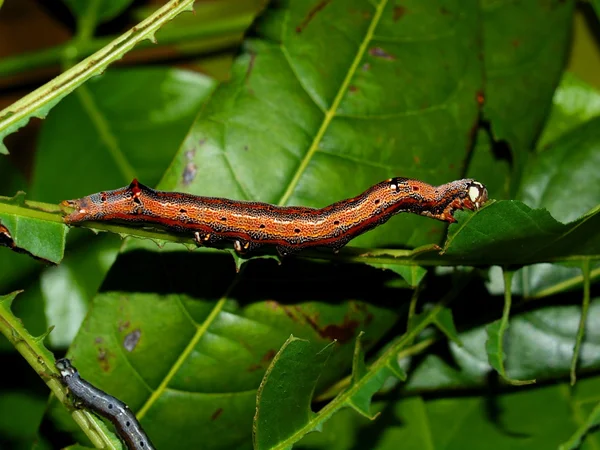 熱帯の蝶の毛虫 — ストック写真
