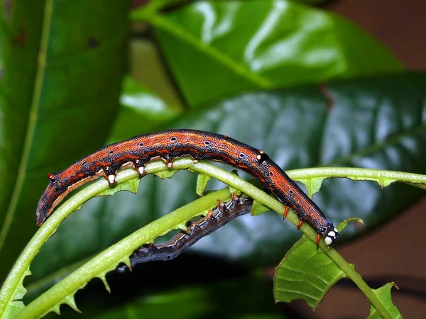 Caterpillar of the tropical butterfly — Stock Photo, Image