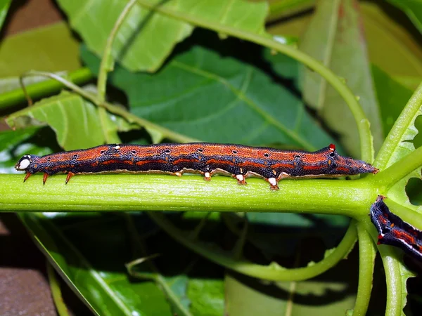 Caterpillar of the tropical butterfly — Stock Photo, Image