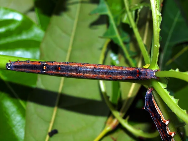 Caterpillar of the tropical butterfly — Stock Photo, Image