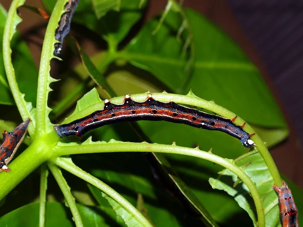 Lagarta da borboleta tropical — Fotografia de Stock