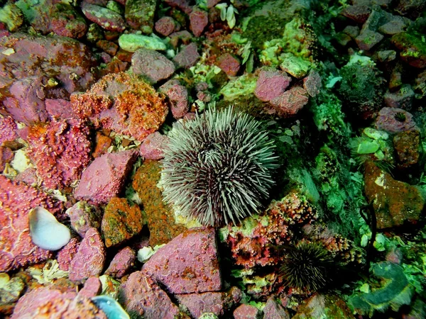 Yeşil deniz kestanesi — Stok fotoğraf