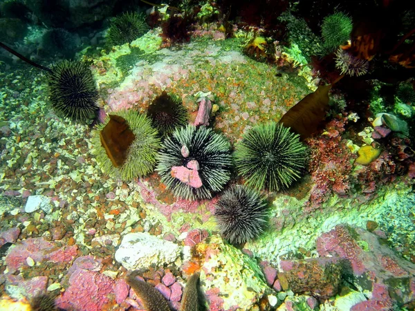 Erizo de mar verde — Foto de Stock