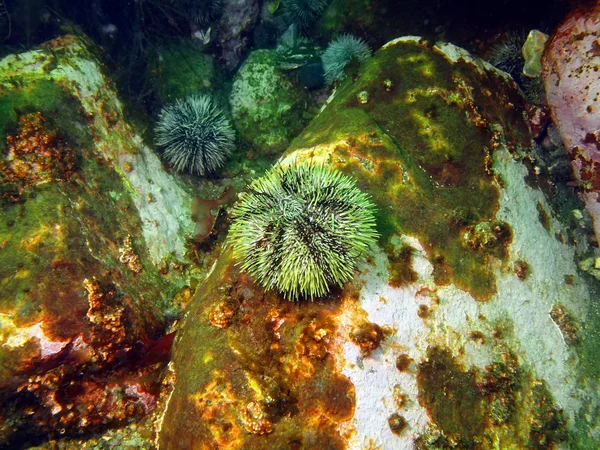 绿色海胆 — 图库照片