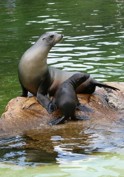 Família de focas — Fotografia de Stock