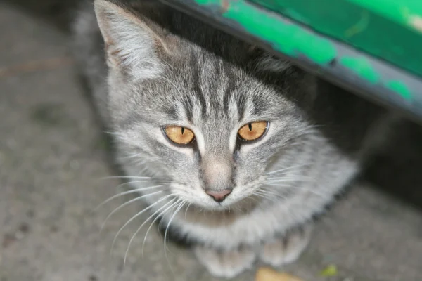 Cross-eyed cat