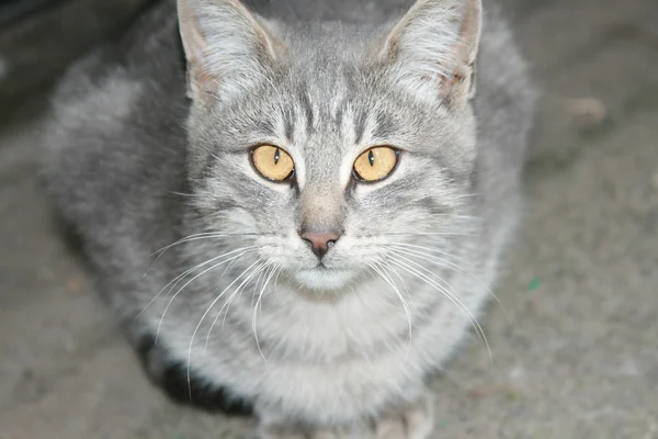 stock image Cross-eyed cat