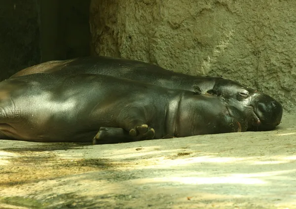 Гіпопотами сплячої дитини — стокове фото