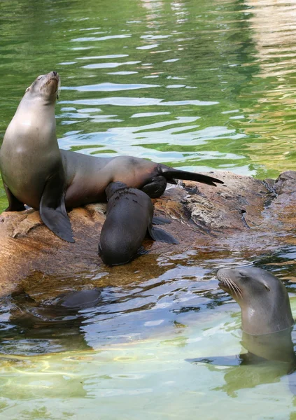 Família de focas — Fotografia de Stock