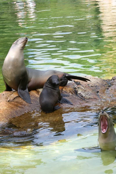 Sellos disfrutando del sol — Foto de Stock