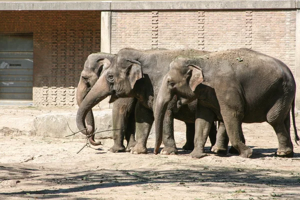 3 elefantes — Fotografia de Stock