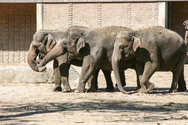 3 sloni — Stock fotografie