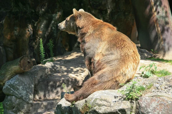 Счастливый ленивый медведь — стоковое фото