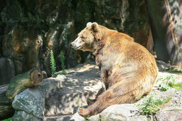 Glücklicher fauler Bär — Stockfoto