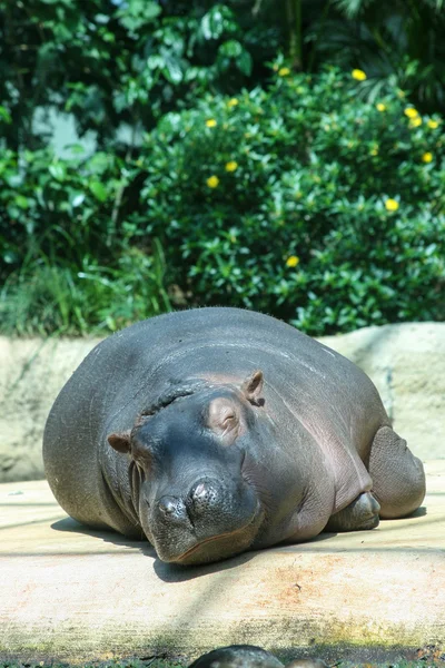 幸せなカバ — ストック写真