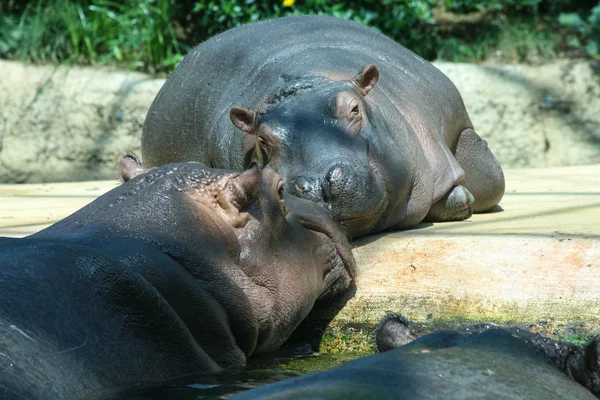 2 Hipopótamo feliz — Fotografia de Stock