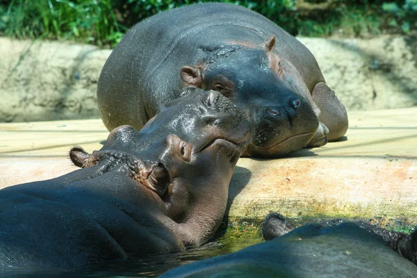 3 happy hippo — Stockfoto