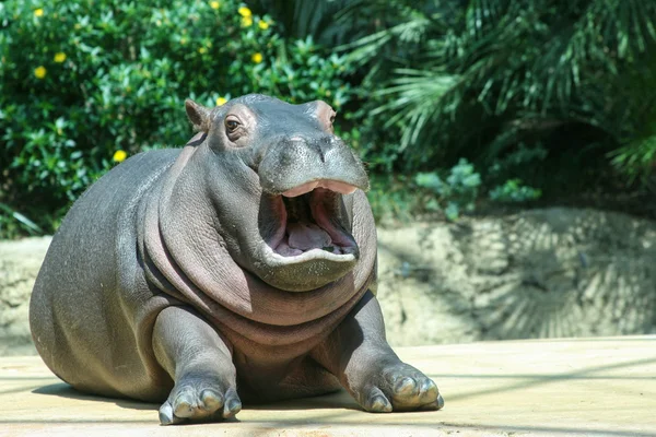 Yawning Happy hippo — Stock Photo, Image