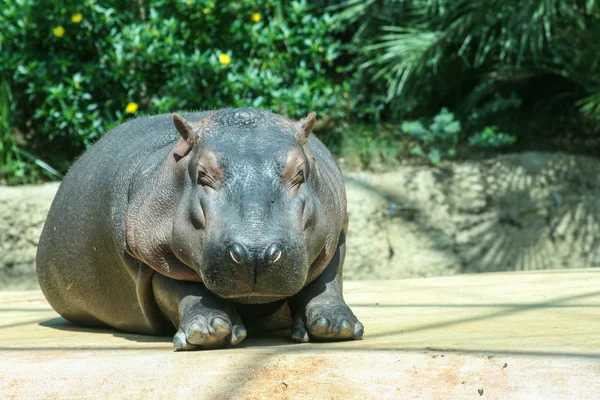 Happy hippo — Stockfoto