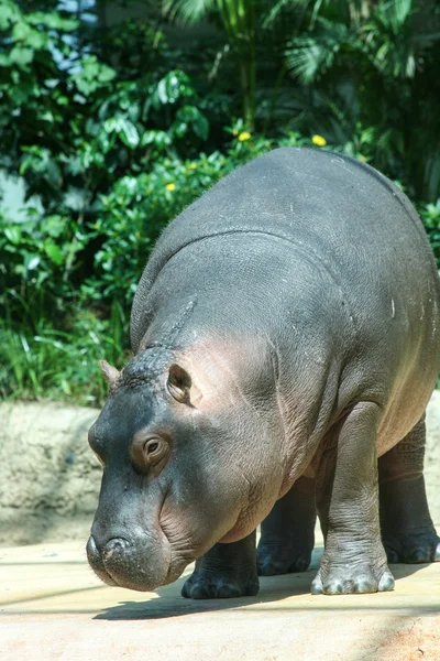 Happy hippo — Stockfoto