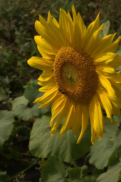 Girassol jovem flores douradas preto amarelo noite Halloween tristeza separação — Fotografia de Stock