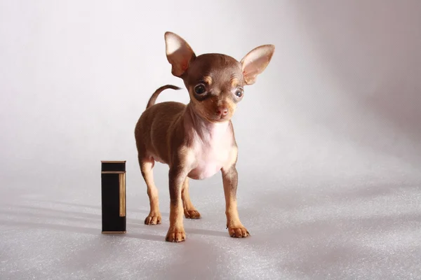 Dog/ super small dog — Stock Photo, Image