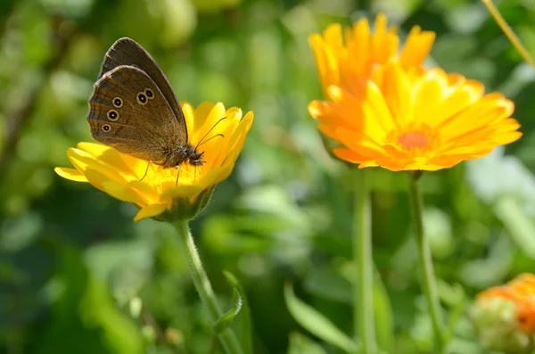 güneşli bir günde Calendula officinalis