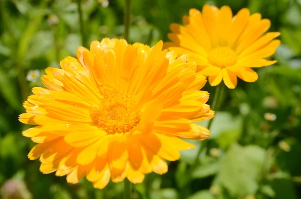 güneşli bir günde Calendula officinalis