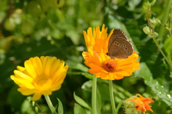 Calendula officinalis в солнечный день — стоковое фото