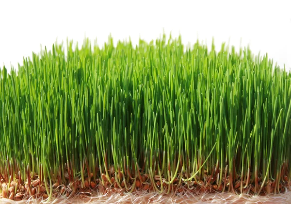 Wheat grass — Stock Photo, Image