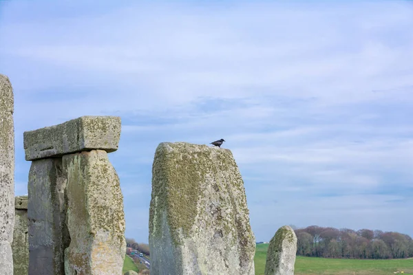 Stonehenge üzerinde bir kuş.