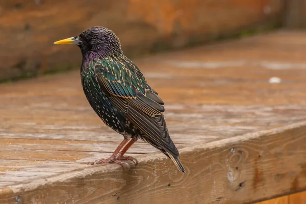 Tahta bir bankta tünemiş sığırcık sürüsü
