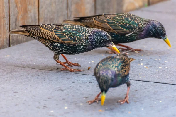 Three Colorful Common Starlings Picking Food Scraps Focus Middle One — 스톡 사진