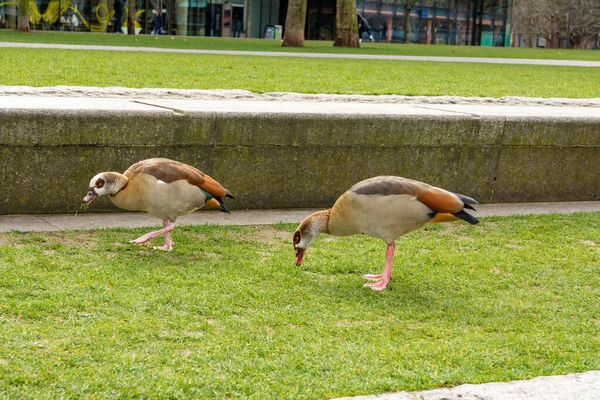 Parkta ot yiyen iki Mısırlı kaz.