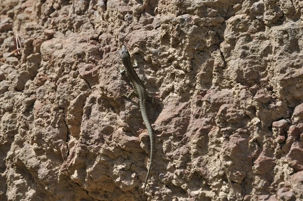 Lagarto — Fotografia de Stock