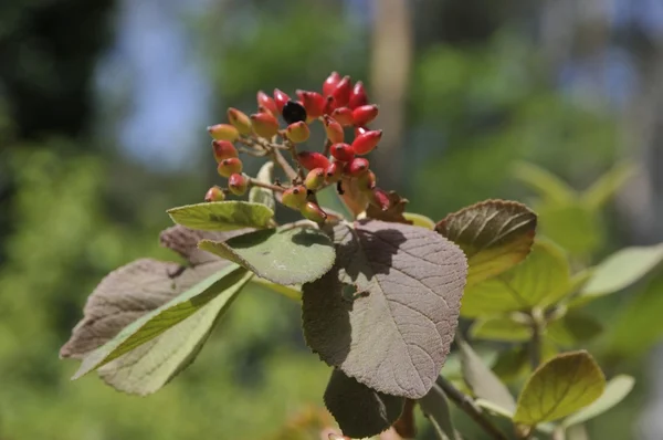 Sementes de flores — Fotografia de Stock